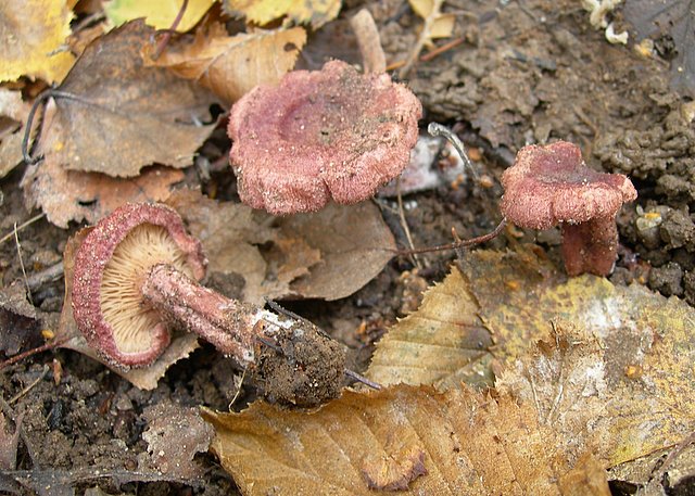 Lactarius spinosulus    Qul. & Le Bret.